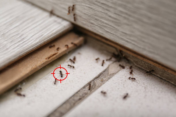 Best Pest Removal Services  in Highland City, FL